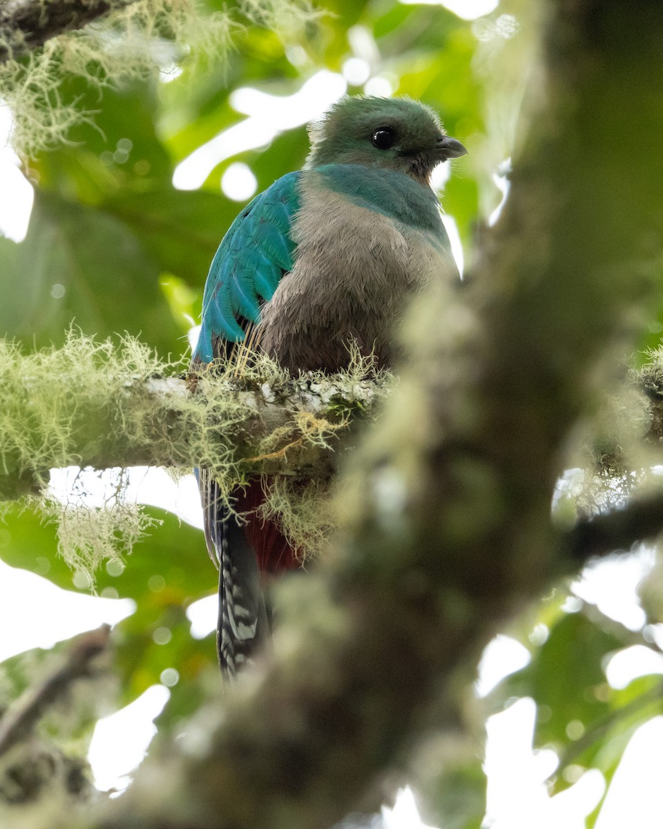 Quetzal Guatemalteco (costaricensis) - ML628326476