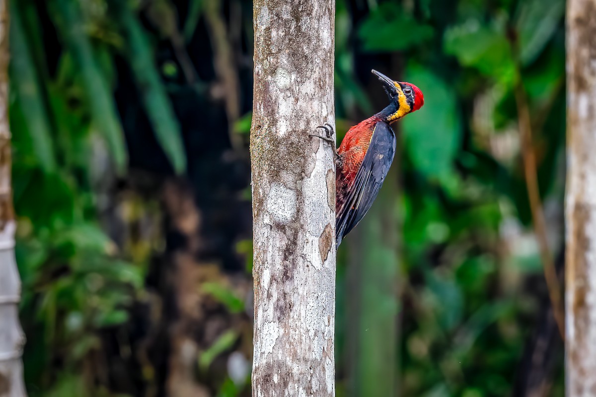 Crimson-bellied Woodpecker - ML628326481