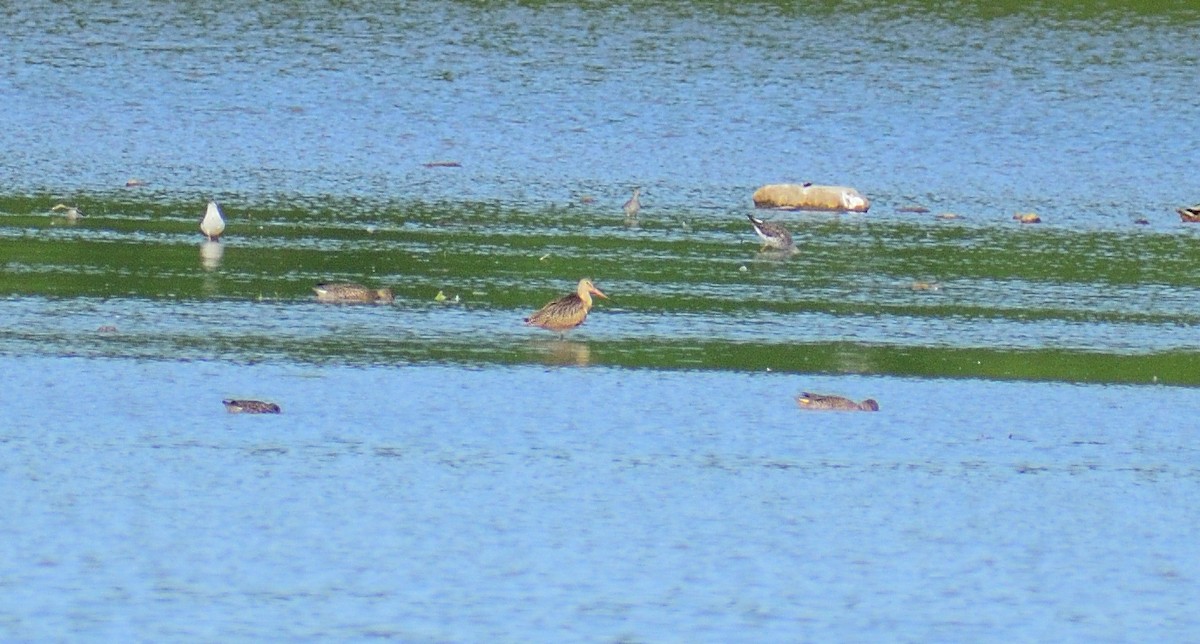 Marbled Godwit - ML628326486