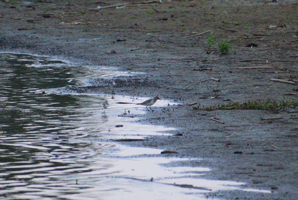 Baird's Sandpiper - ML628326514