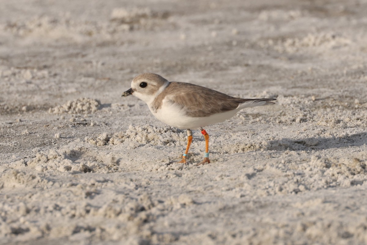 Piping Plover - ML628326612