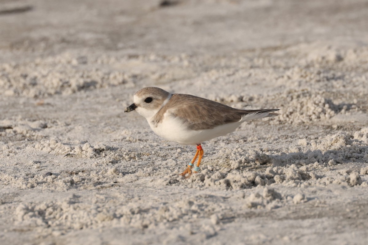 Piping Plover - ML628326613