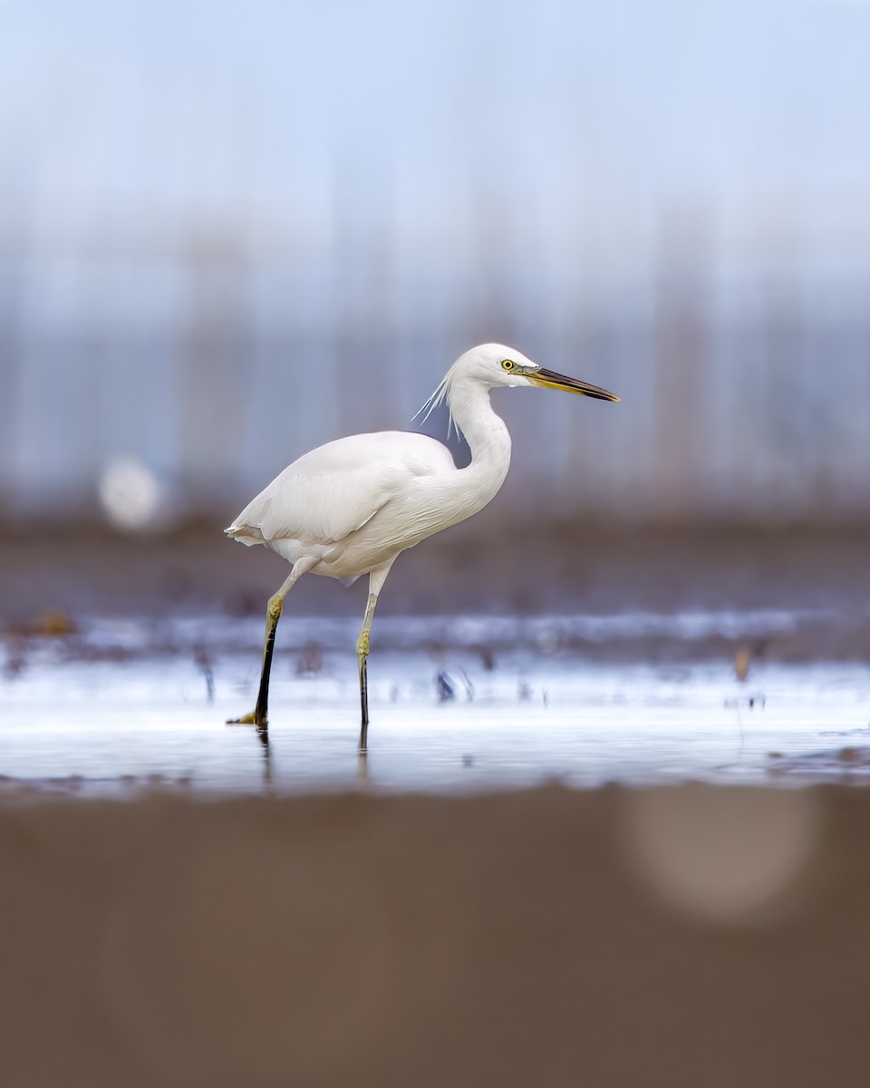 Chinese Egret - ML628326616