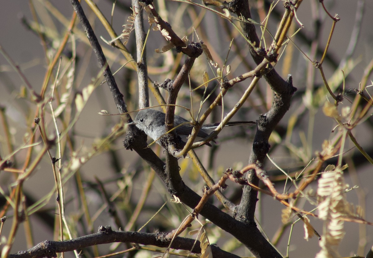 Black-tailed Gnatcatcher - ML628326772