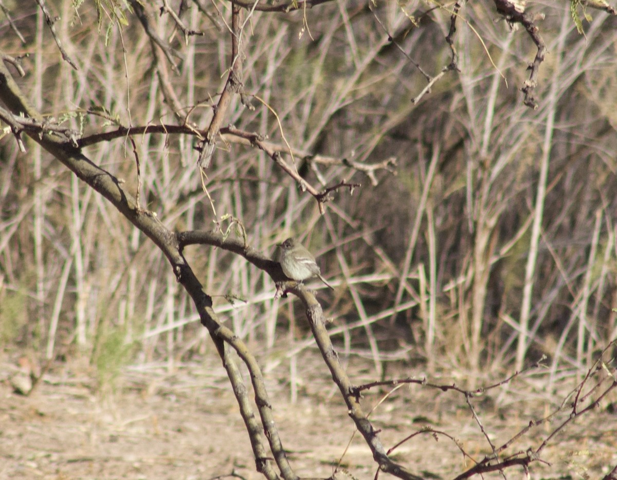 Gray Flycatcher - ML628326857