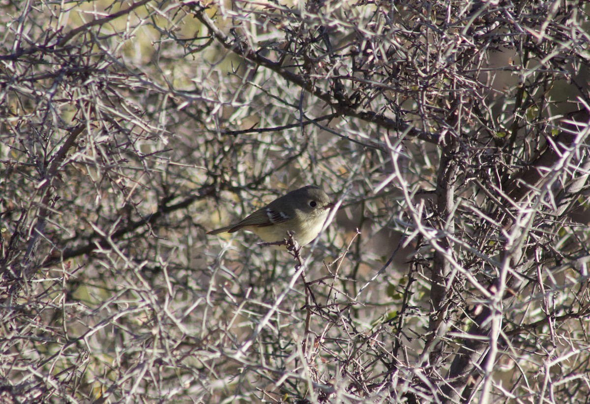 Hutton's Vireo (Interior) - ML628326859