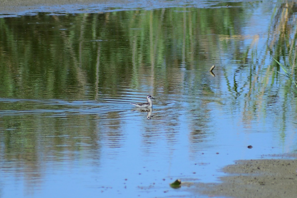 Red-necked Phalarope - ML628326866