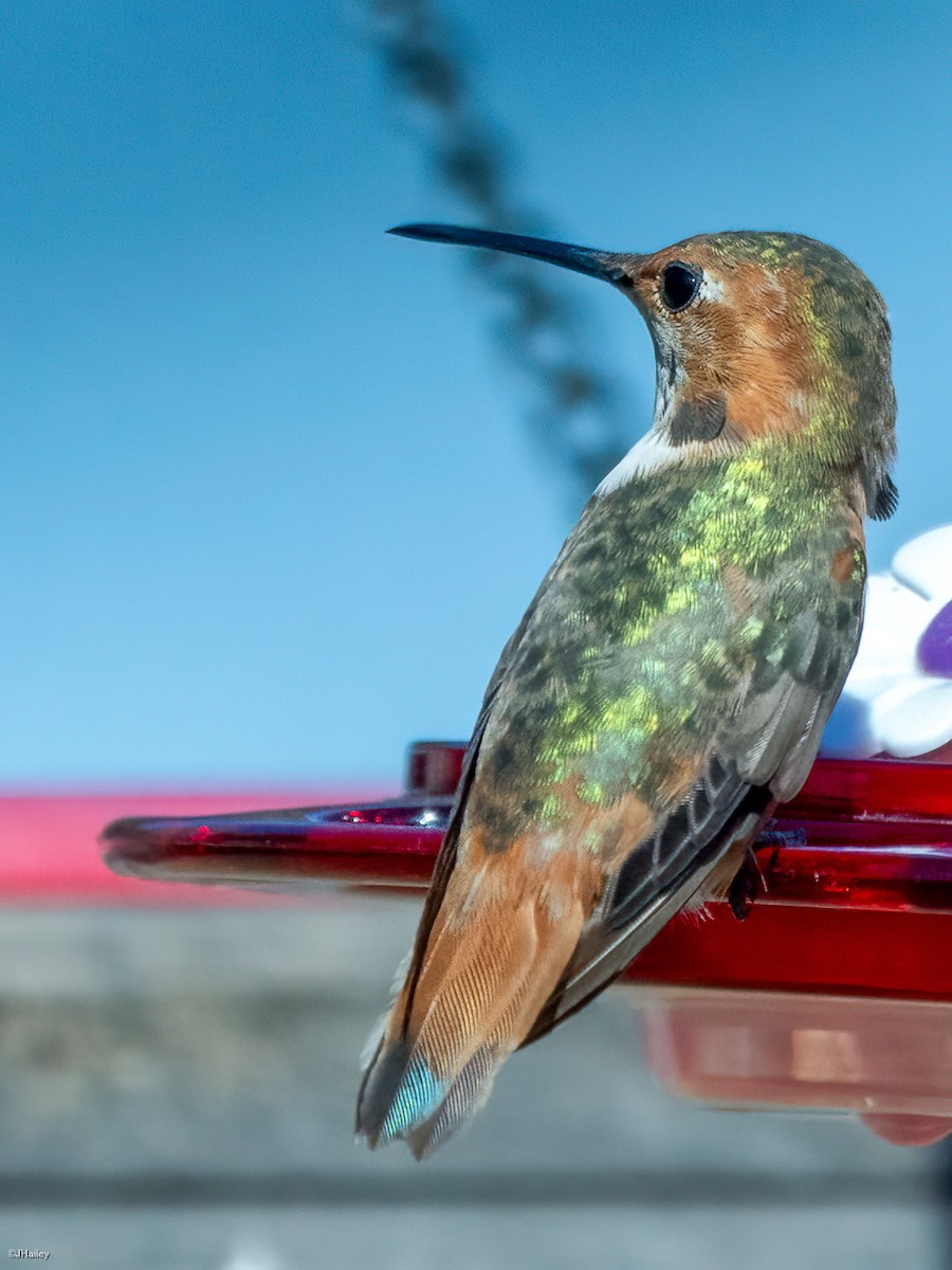 Allen's Hummingbird - ML628326884