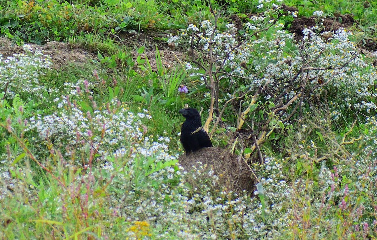 Groove-billed Ani - ML628326907