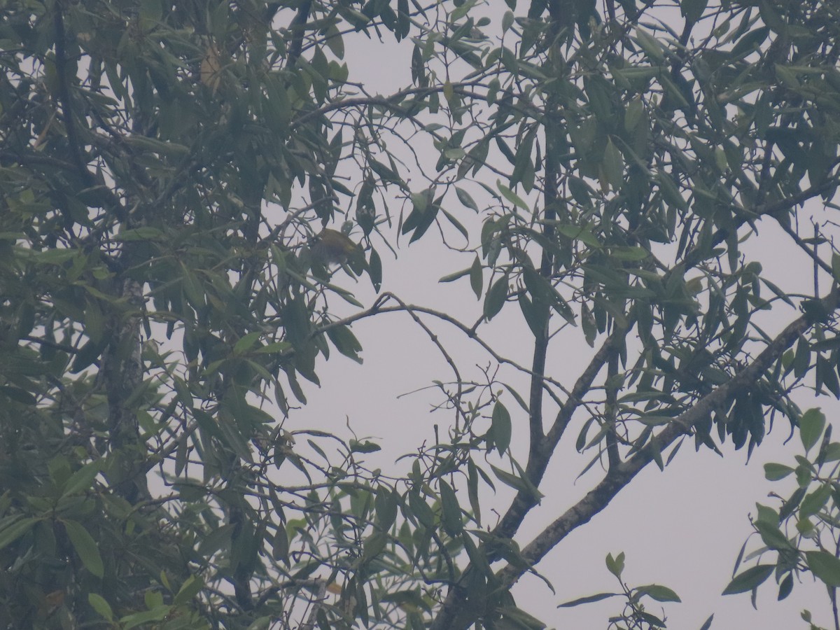 Hume's White-eye - ML628326908