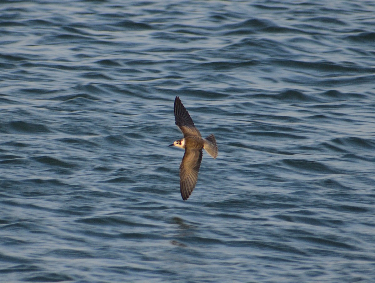 Black Tern - ML628326944