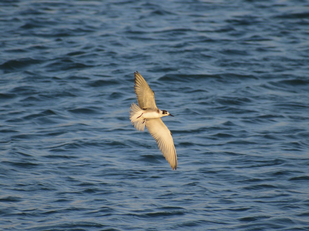 Black Tern - ML628326956