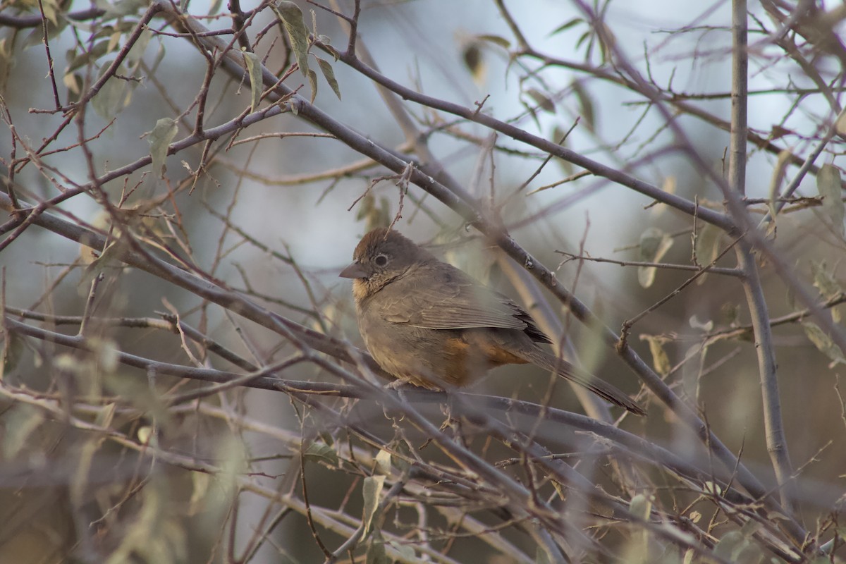 Canyon Towhee - ML628326986