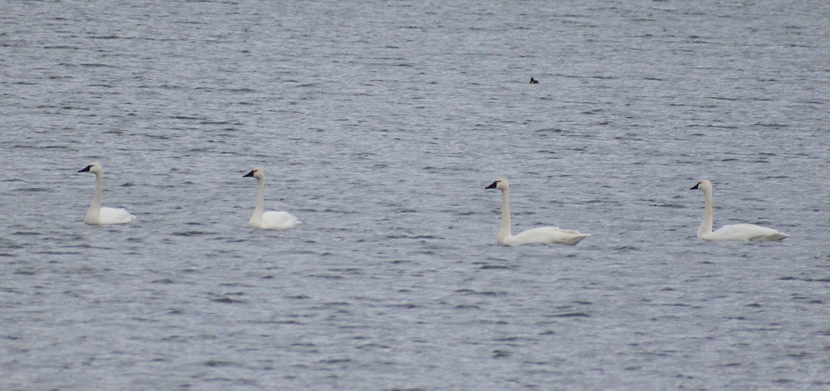 Tundra Swan - ML628326990