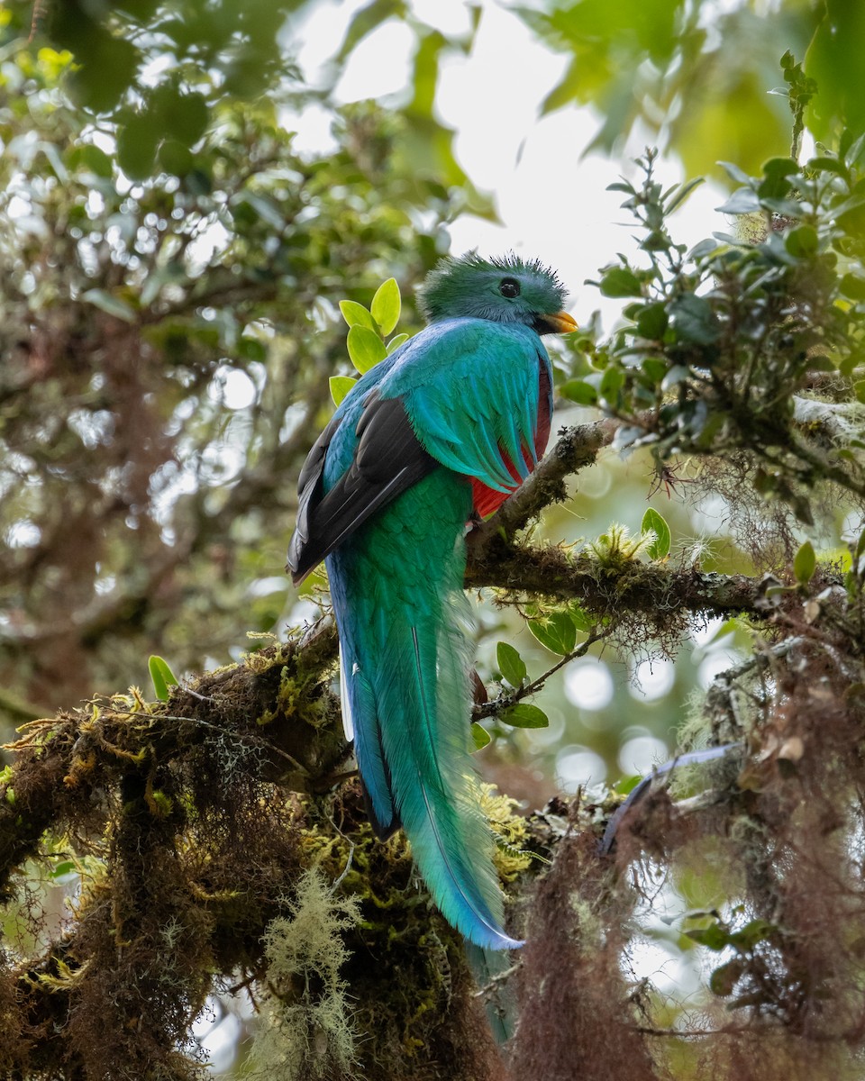 Quetzal Guatemalteco (costaricensis) - ML628327061