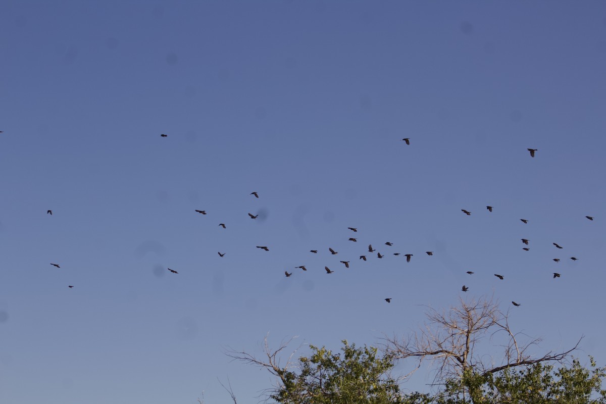 Pinyon Jay - ML628327190