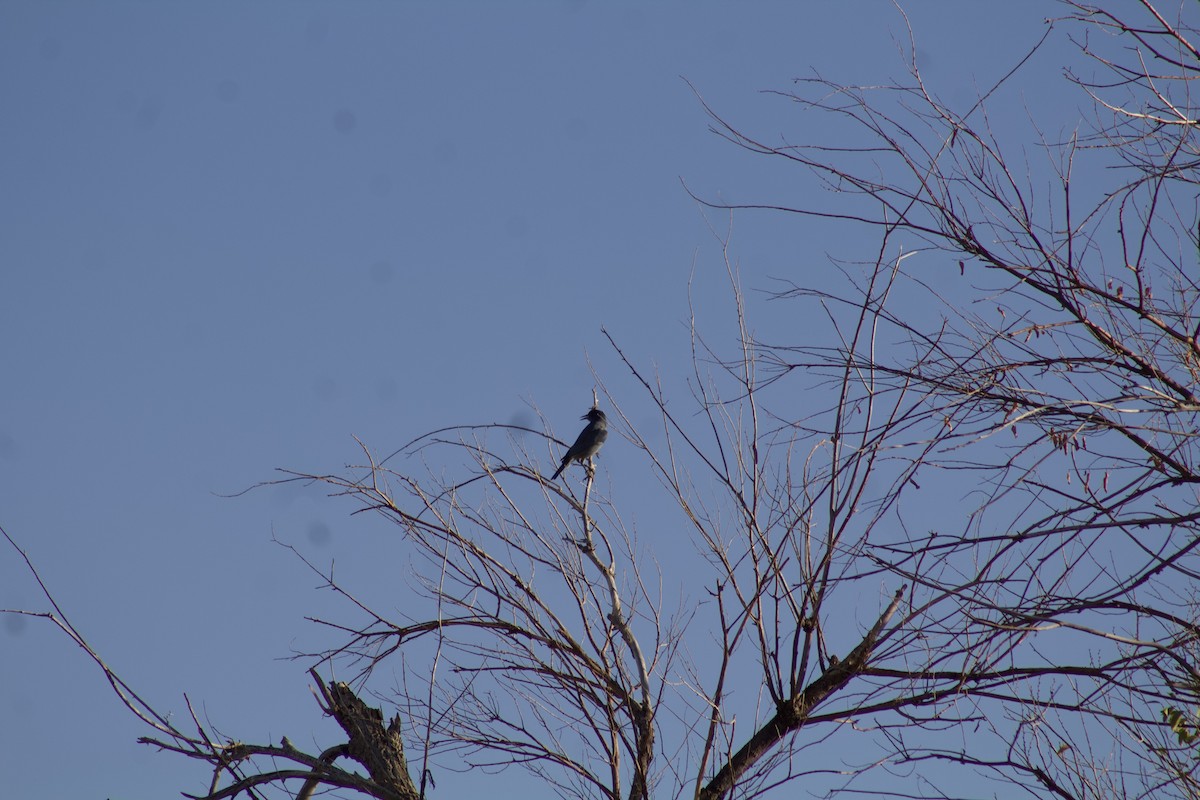 Pinyon Jay - ML628327191
