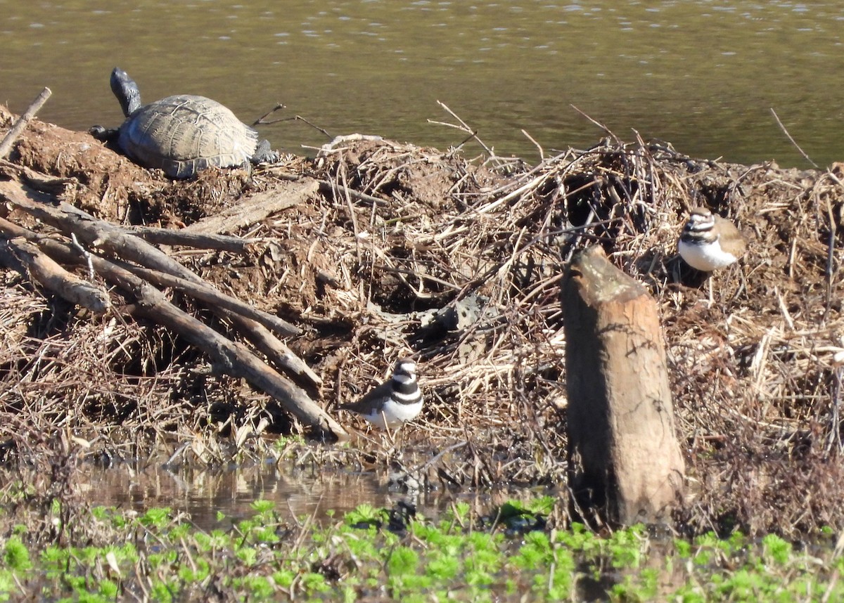 Killdeer - ML628327247