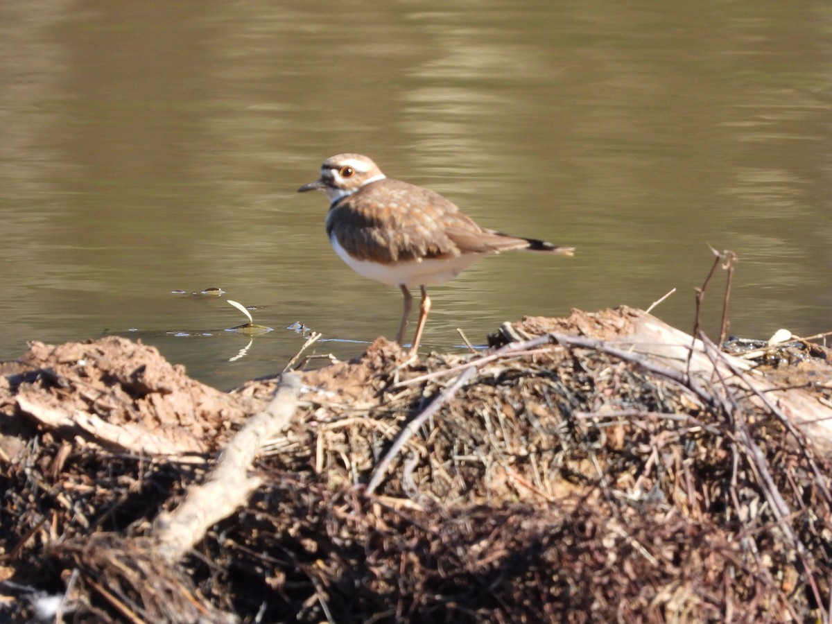 Killdeer - ML628327249