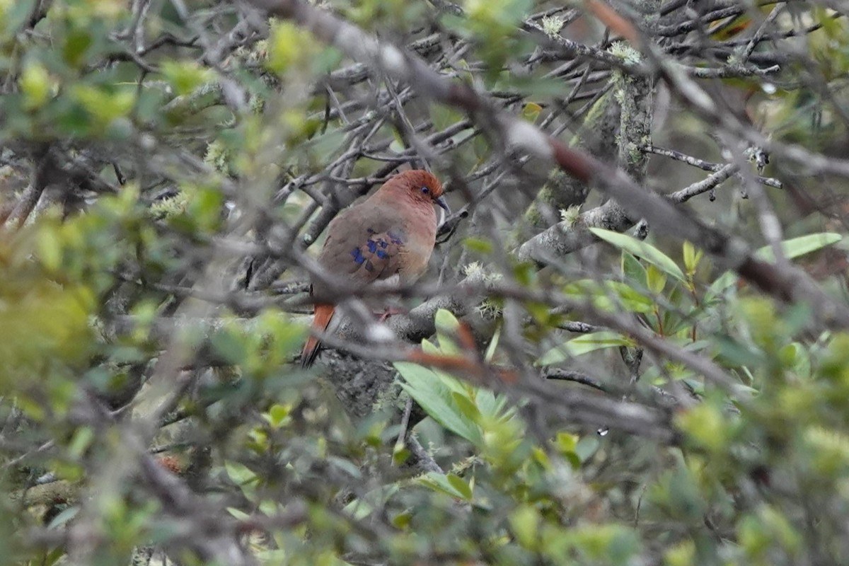Blue-eyed Ground Dove - ML628327328