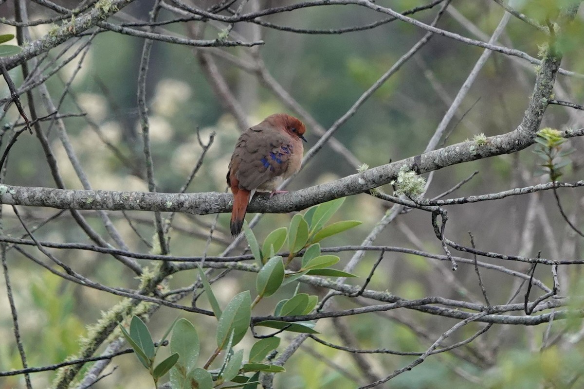 Blue-eyed Ground Dove - ML628327333
