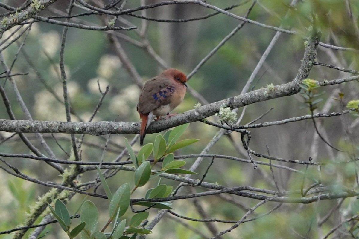 Blue-eyed Ground Dove - ML628327335