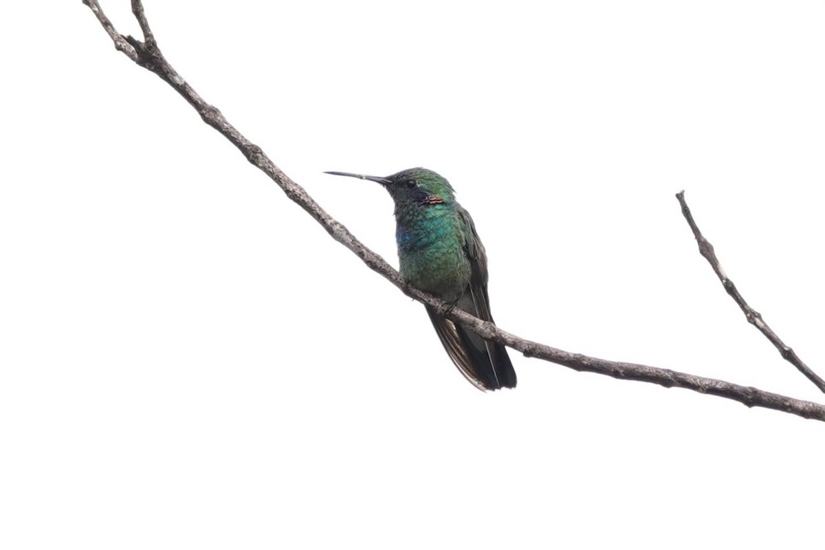 White-vented Violetear - ML628327357