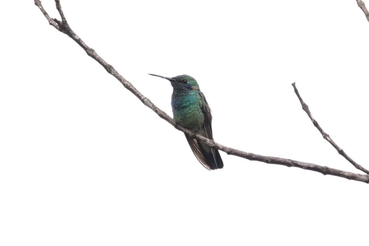 White-vented Violetear - ML628327358