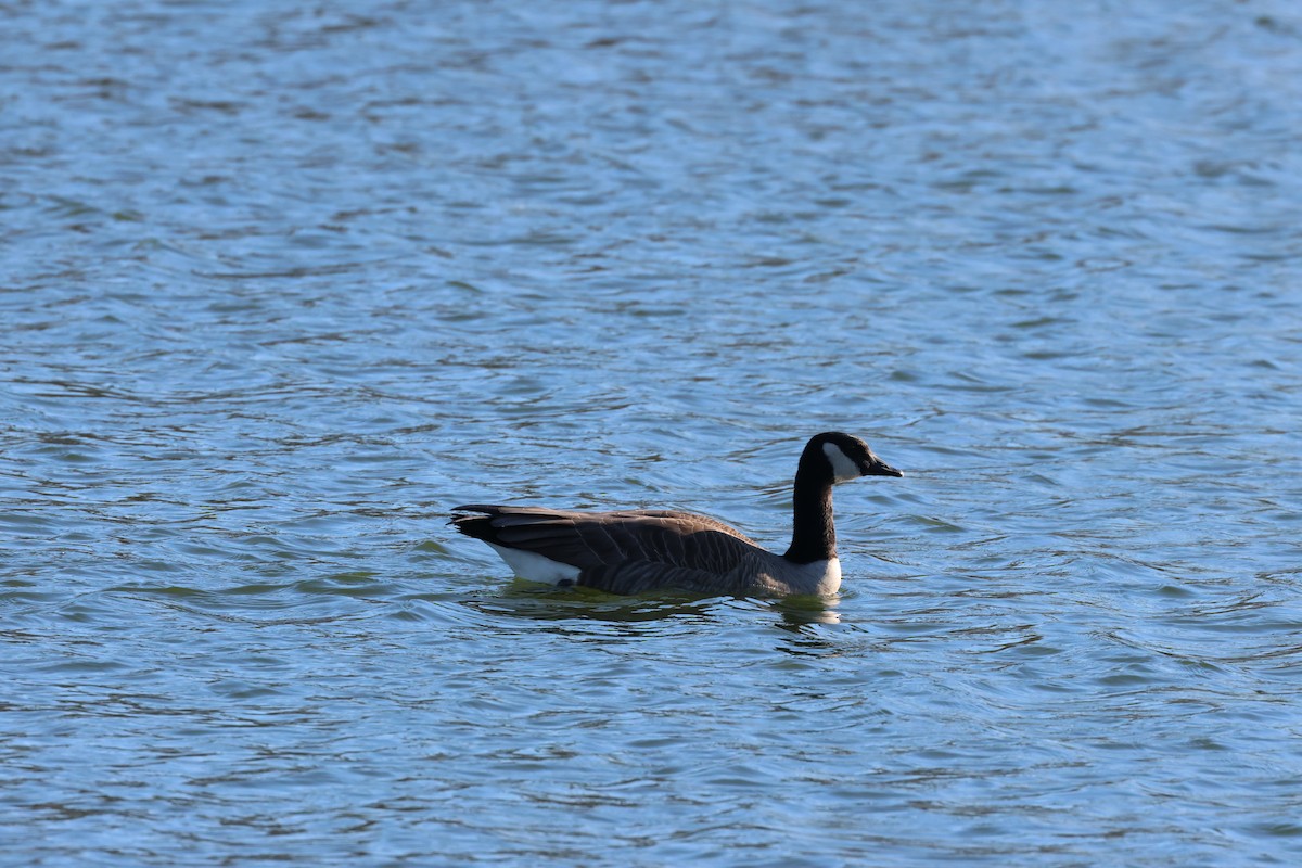 Branta kanadar handia - ML628327386