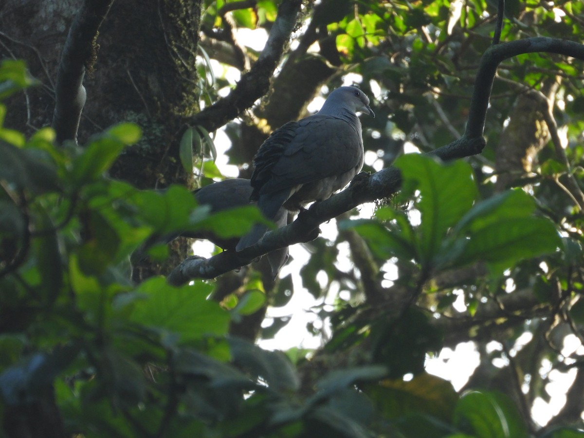 Malabar Imperial-Pigeon - ML628327427