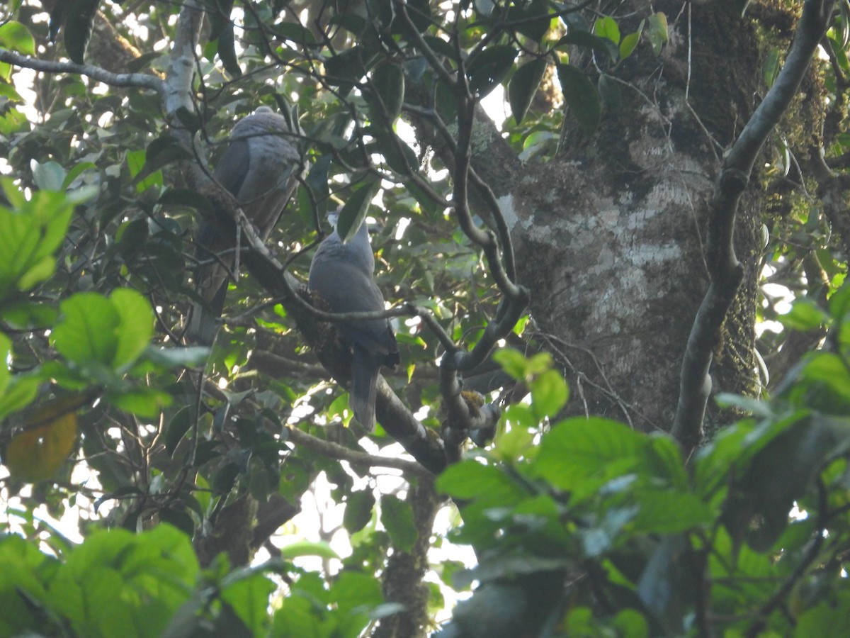 Malabar Imperial-Pigeon - ML628327434