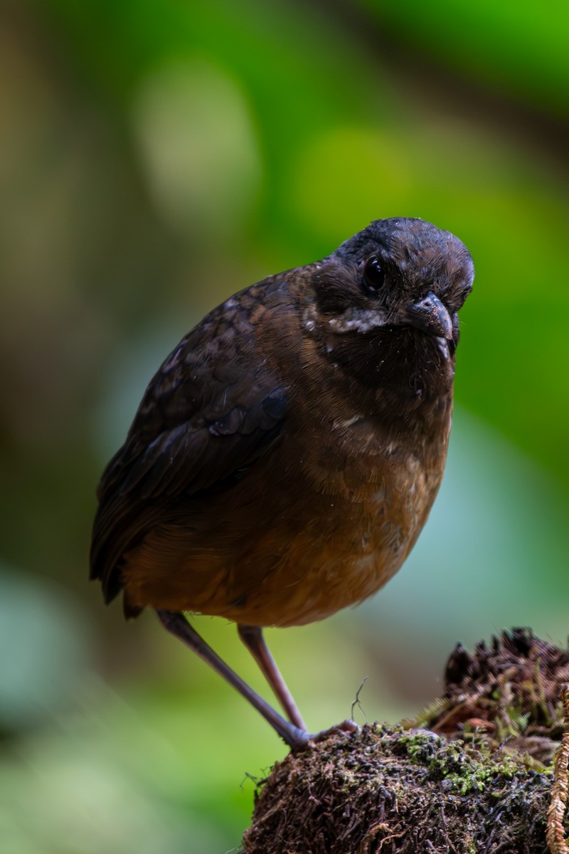 Moustached Antpitta - ML628327523