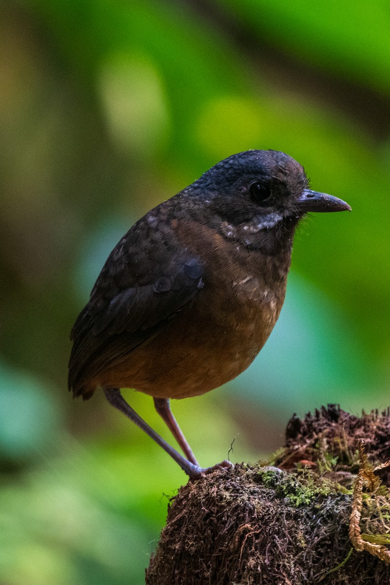 Moustached Antpitta - ML628327524