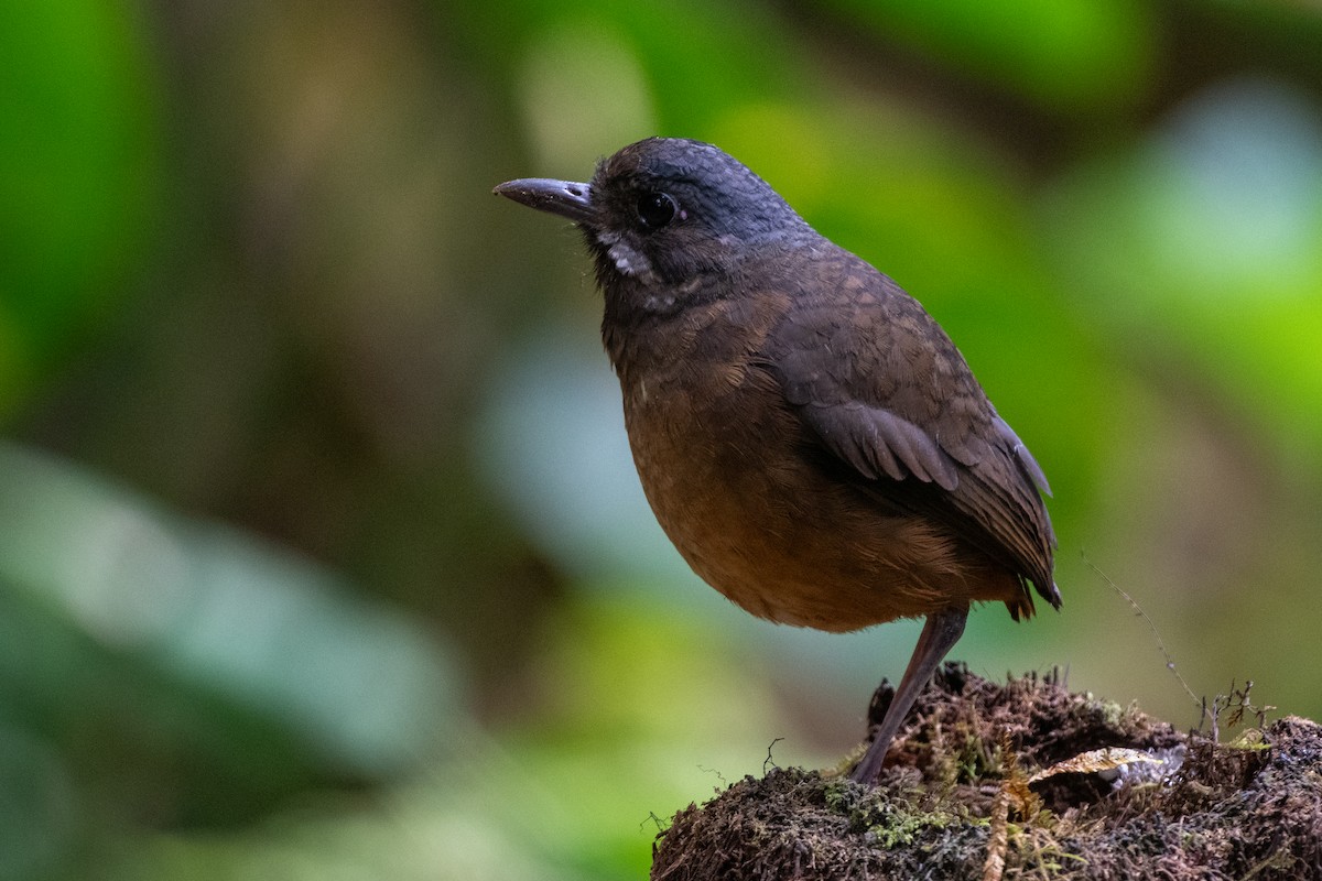 Moustached Antpitta - ML628327525