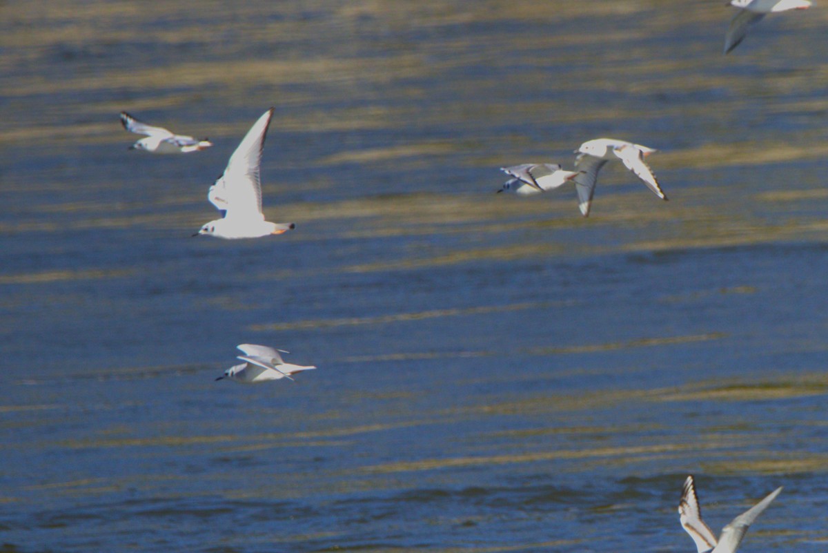 Bonaparte's Gull - ML628327714