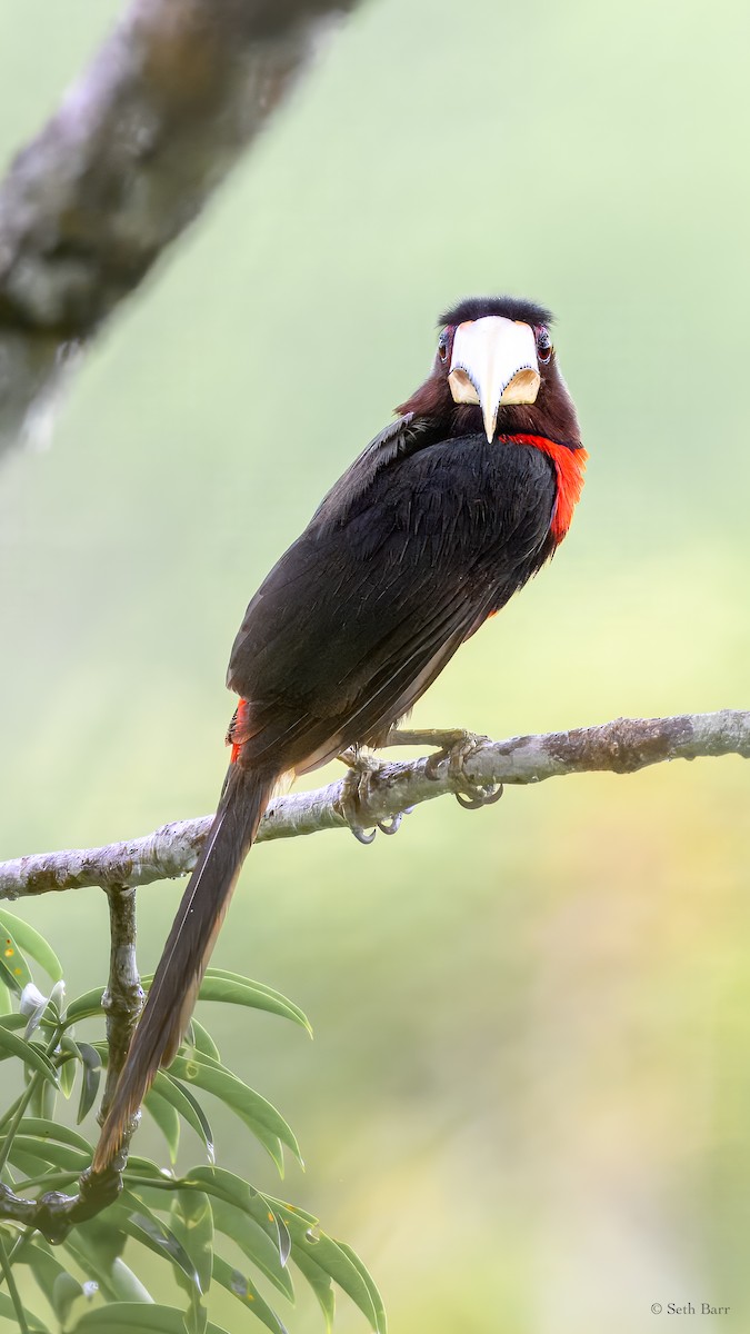 Ivory-billed Aracari - ML628327857