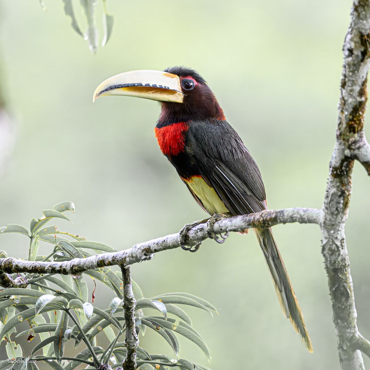 Ivory-billed Aracari - ML628327859