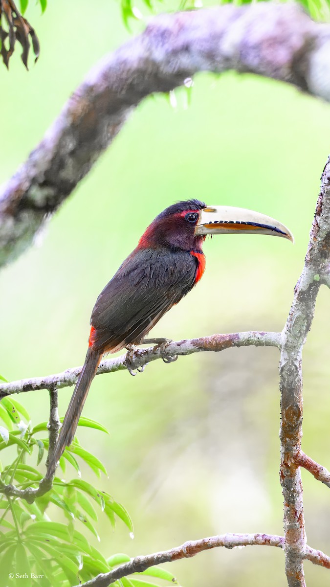 Ivory-billed Aracari - ML628327860