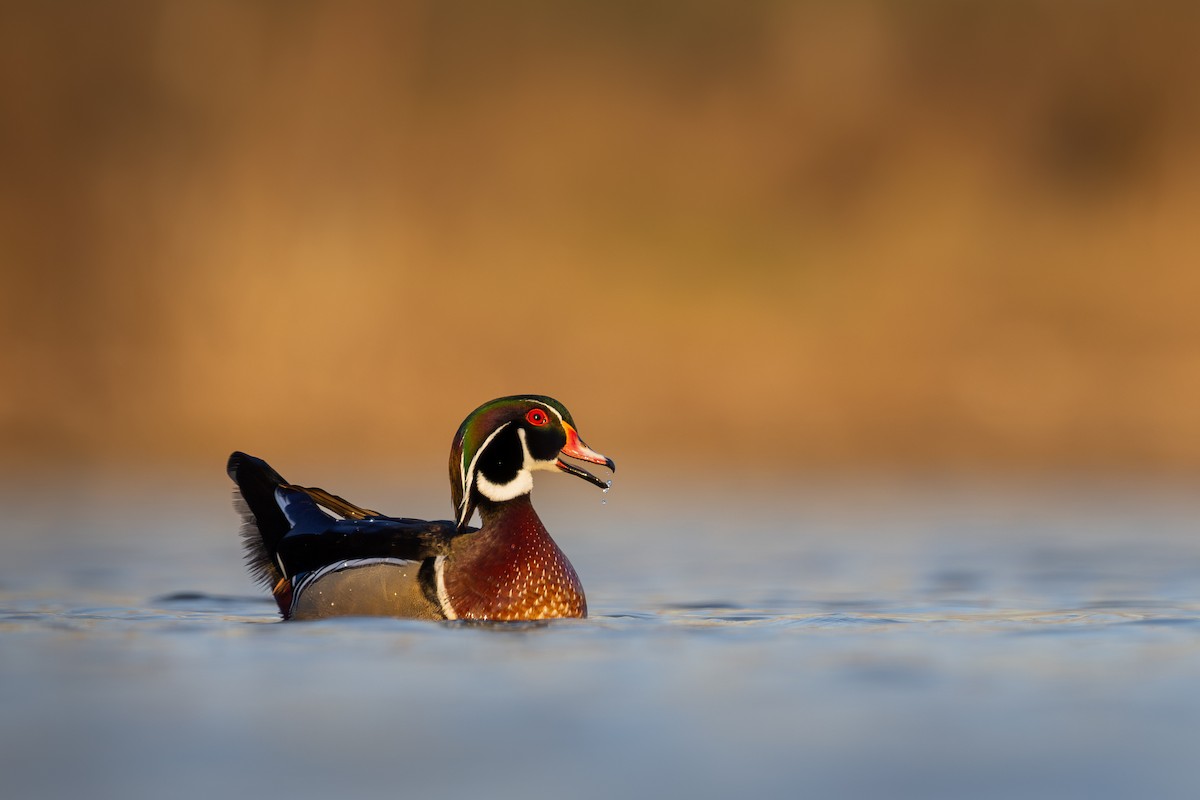 美洲鴛鴦 - ML628328031