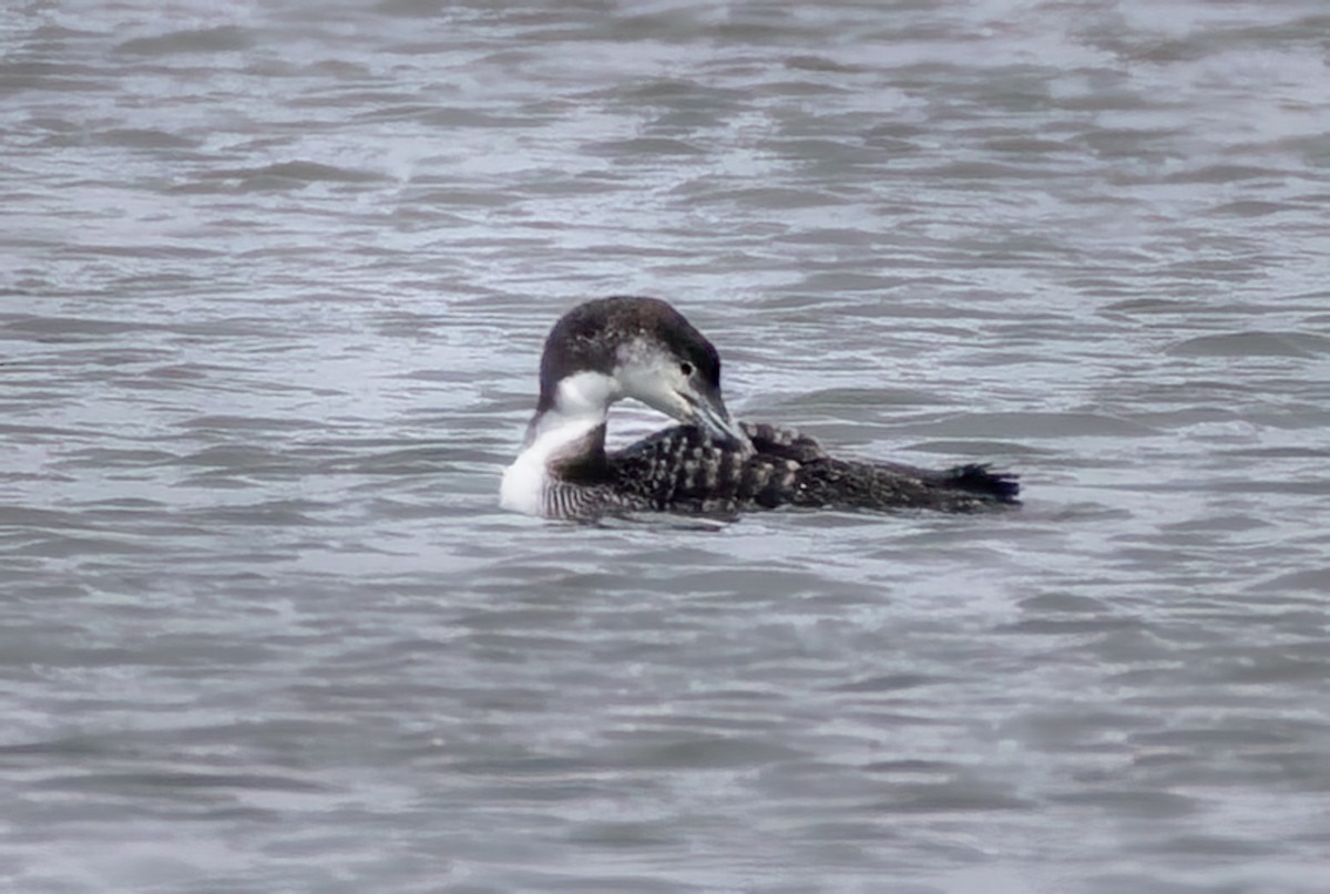 Plongeon huard - ML628328270