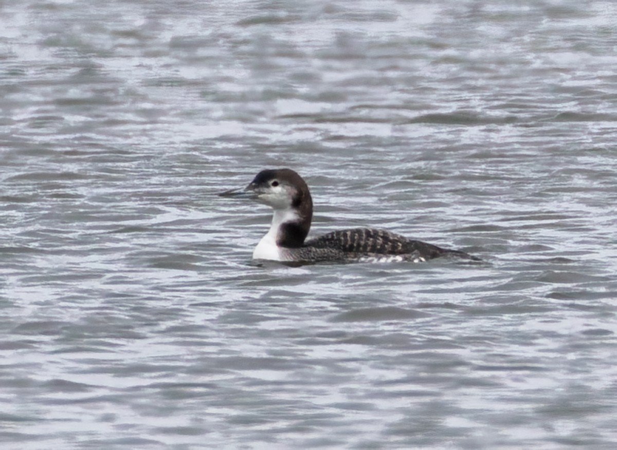 Plongeon huard - ML628328271