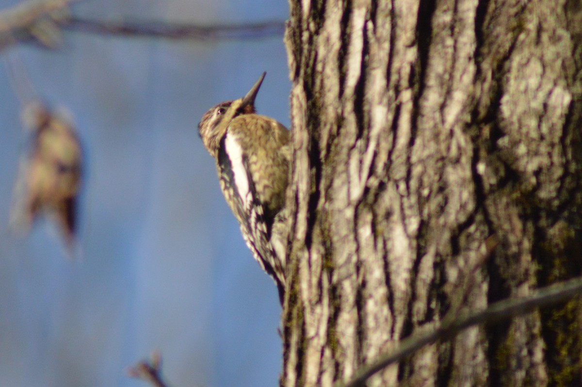 Yellow-bellied Sapsucker - ML628328332