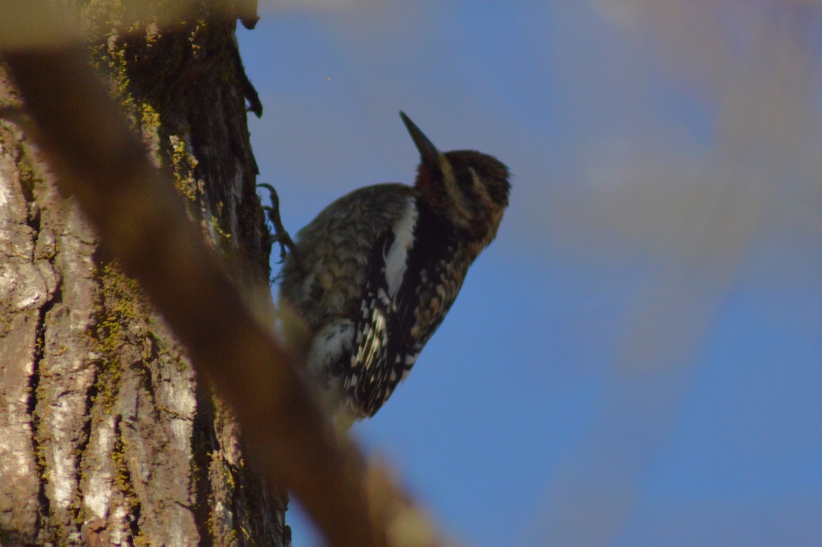 Yellow-bellied Sapsucker - ML628328333