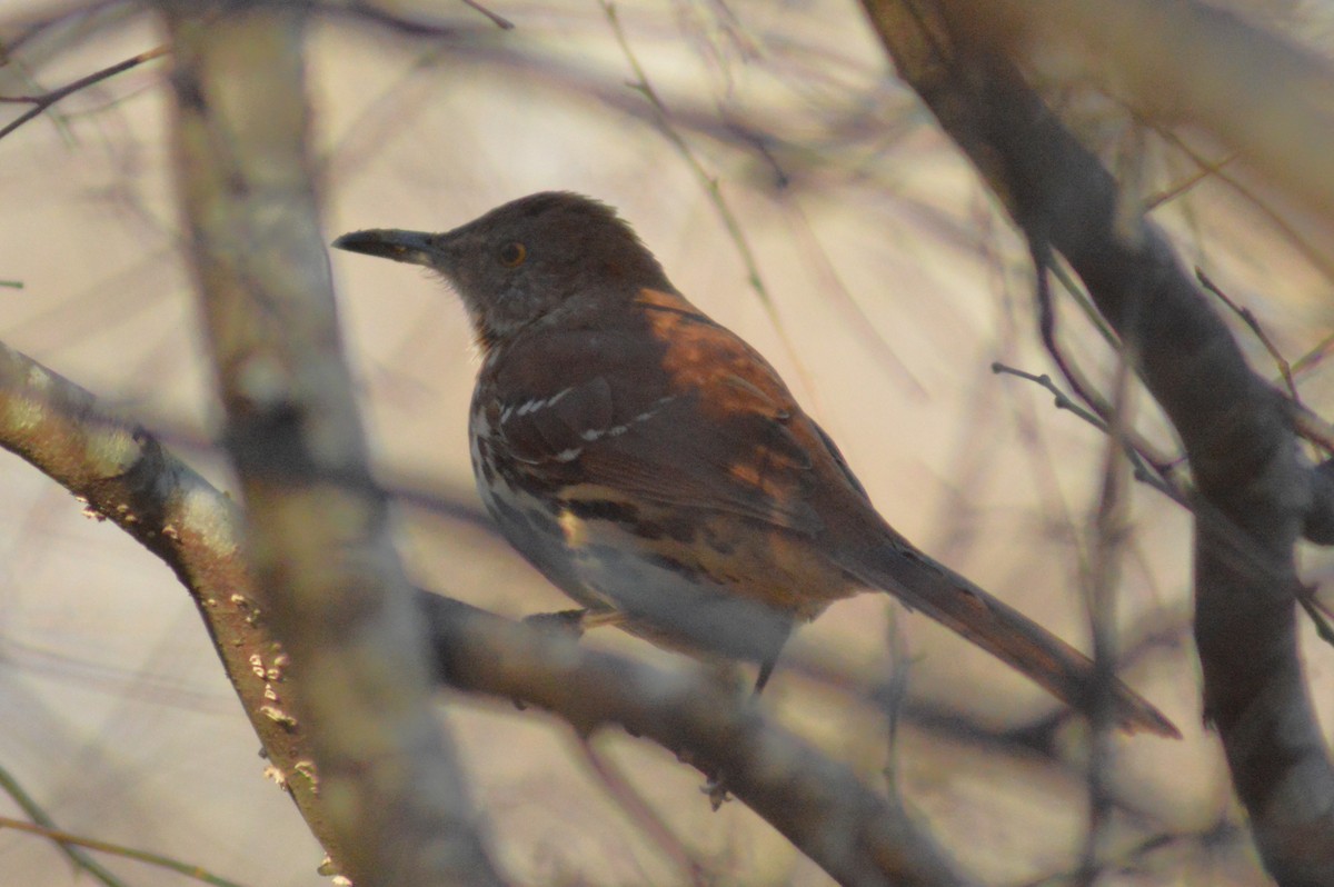 Brown Thrasher - ML628328338
