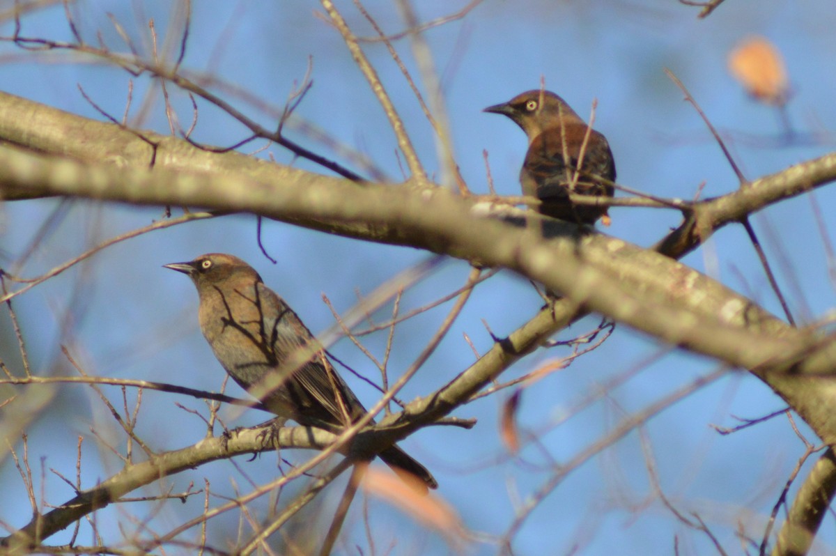 Rusty Blackbird - ML628328343