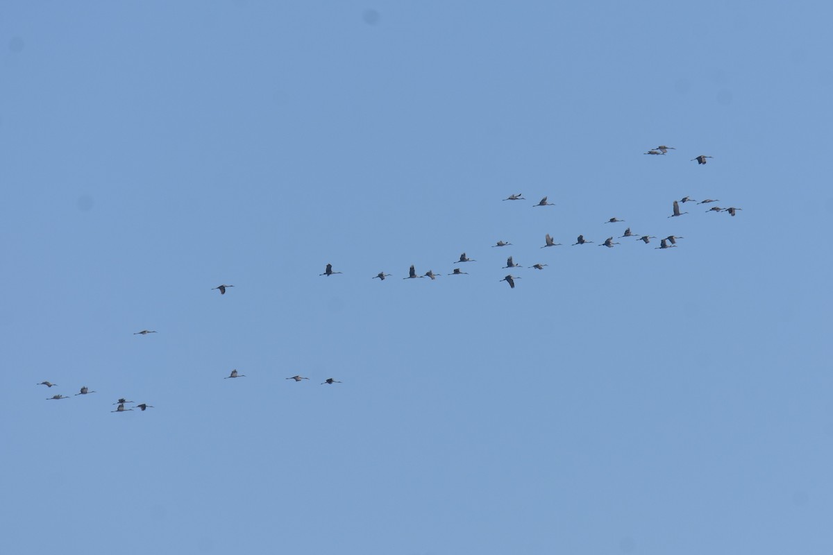 Орог тогоруу - ML628328440