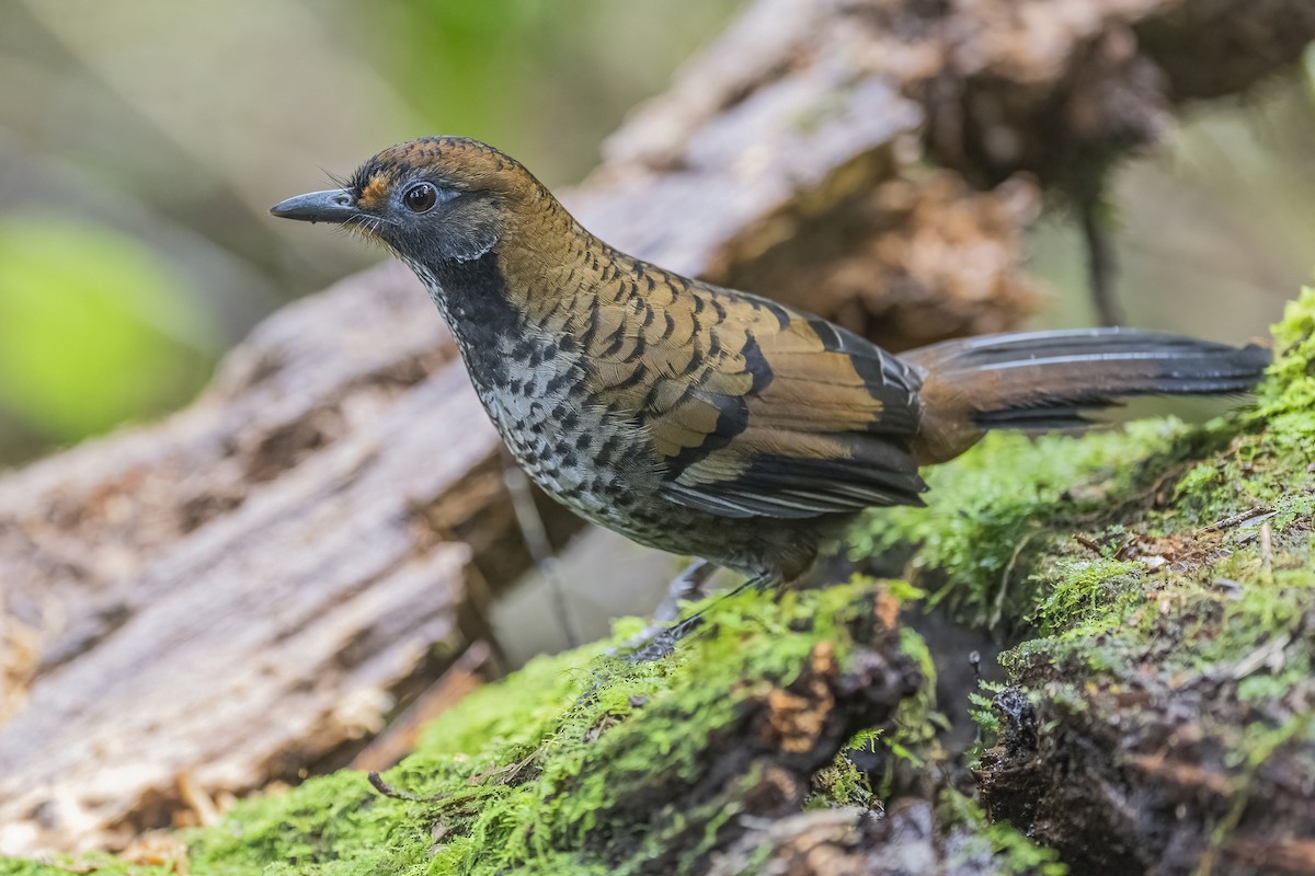 Rufous-chinned Laughingthrush - ML628328578