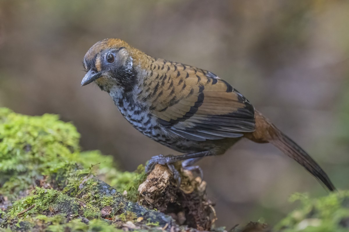 Rufous-chinned Laughingthrush - ML628328598