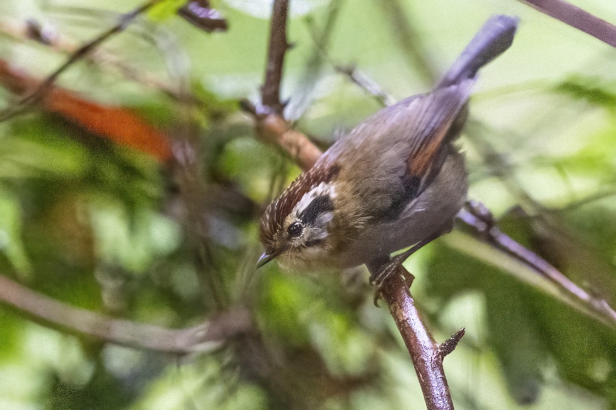 Rufous-winged Fulvetta - ML628328606