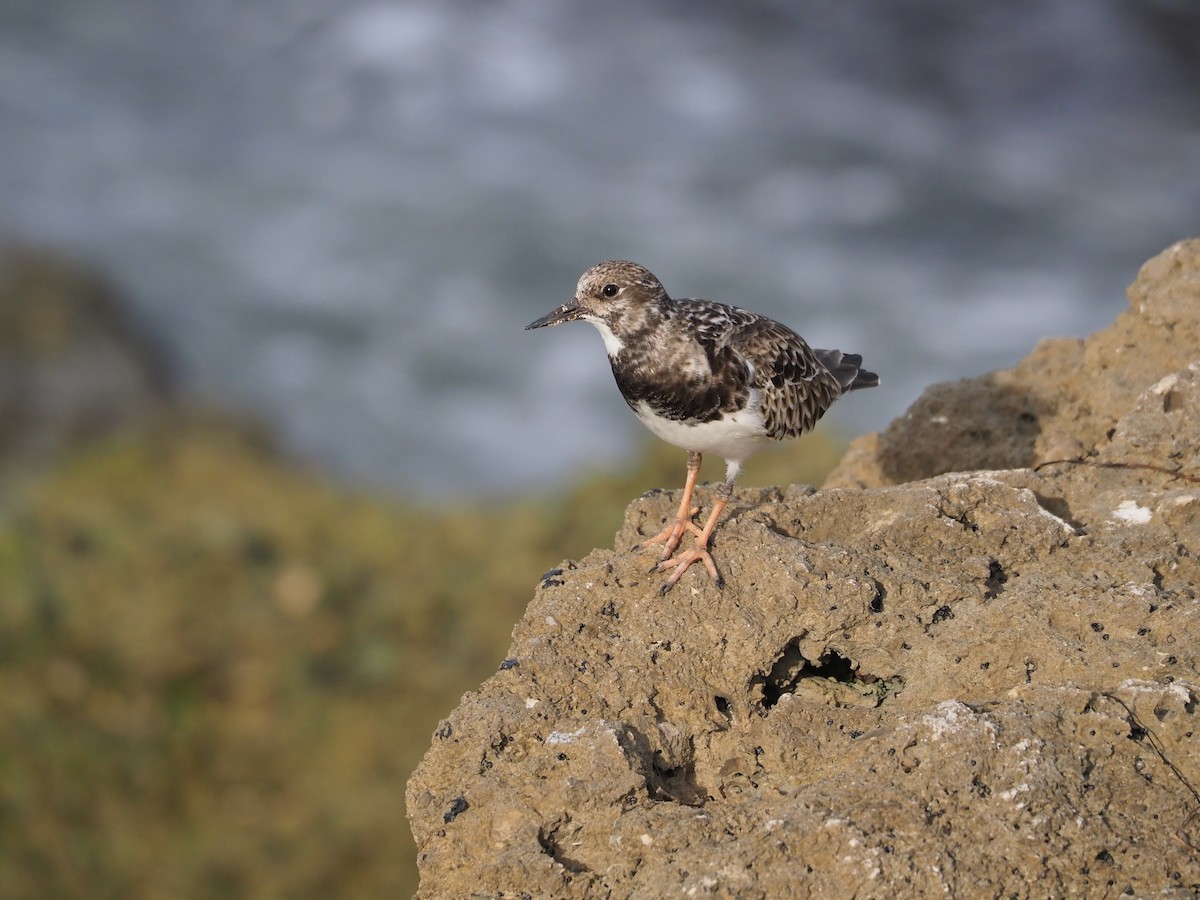 Ruddy Turnstone - ML628328614